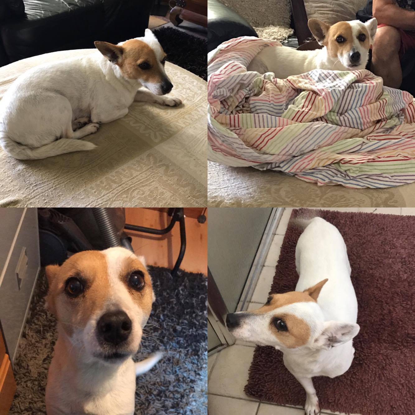 Lost & Found – Jack Russell Rescue