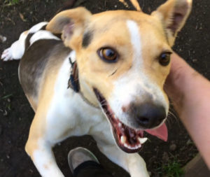 Happy Milo
