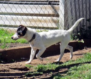 Tom checking out the yard