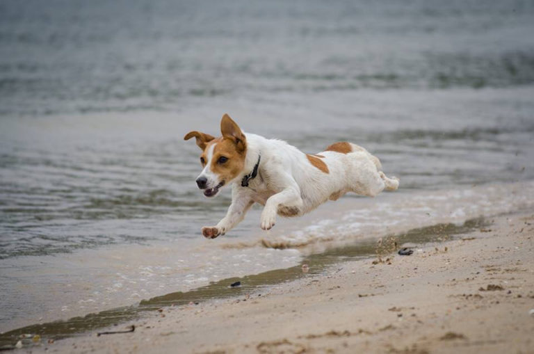 Jack Russell Rescue – Saving Jacks since 1993