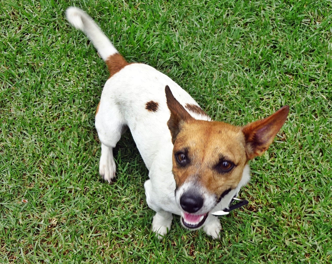 James (3) – Jack Russell Rescue