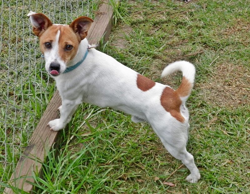 Jacks For Adoption – Jack Russell Rescue