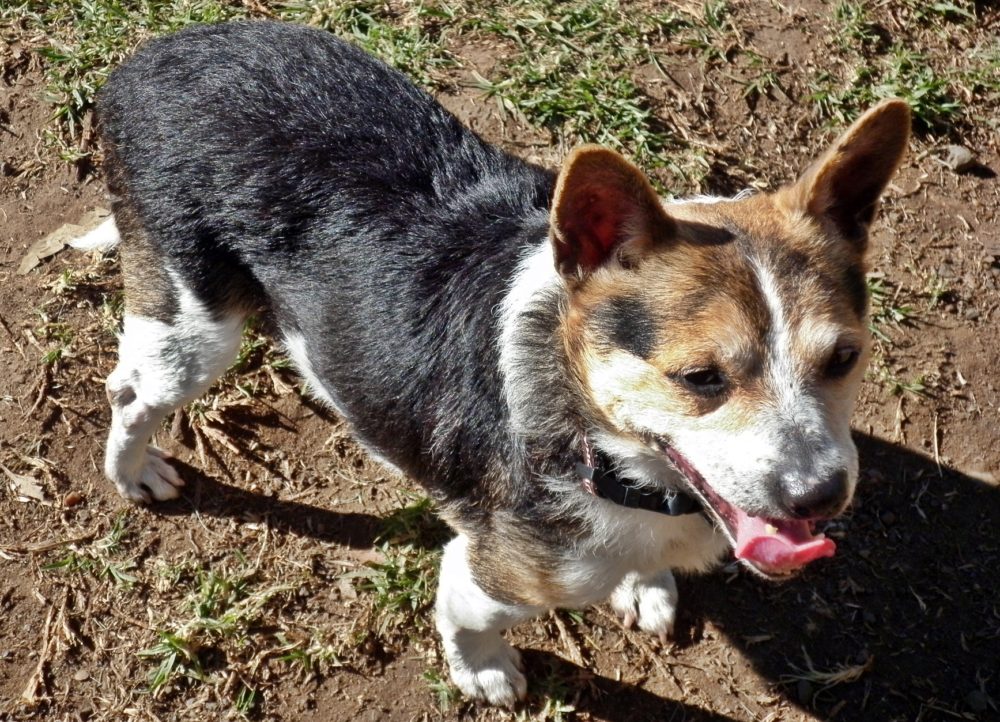 Jacks for Adoption – Jack Russell Rescue