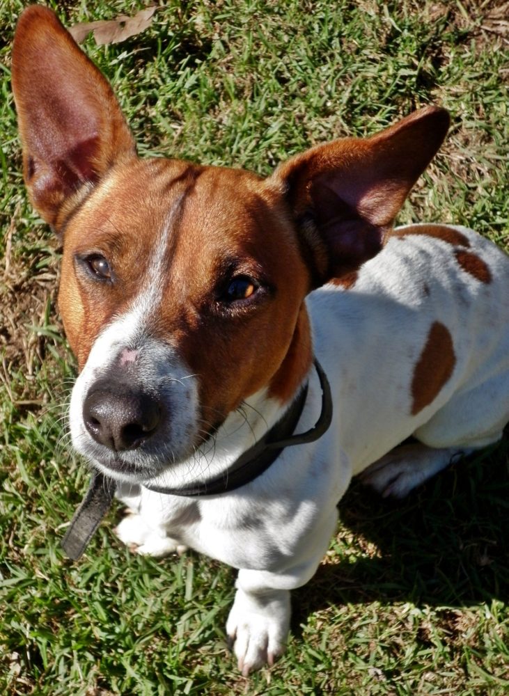 Jacks for Adoption – Jack Russell Rescue