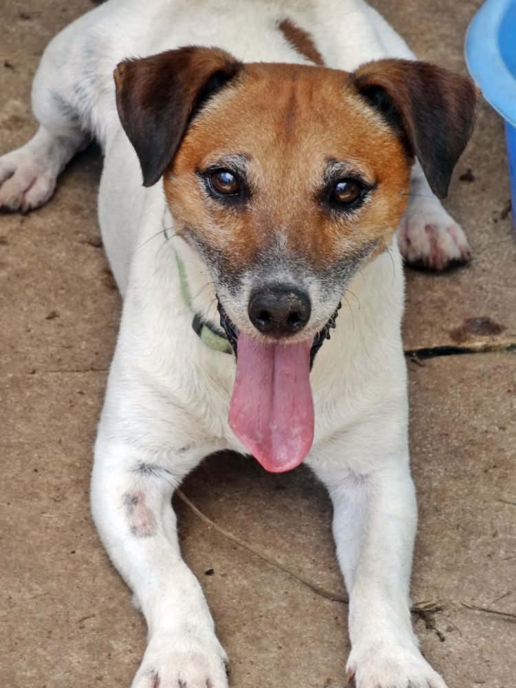 Recent Adoptions – Jack Russell Rescue