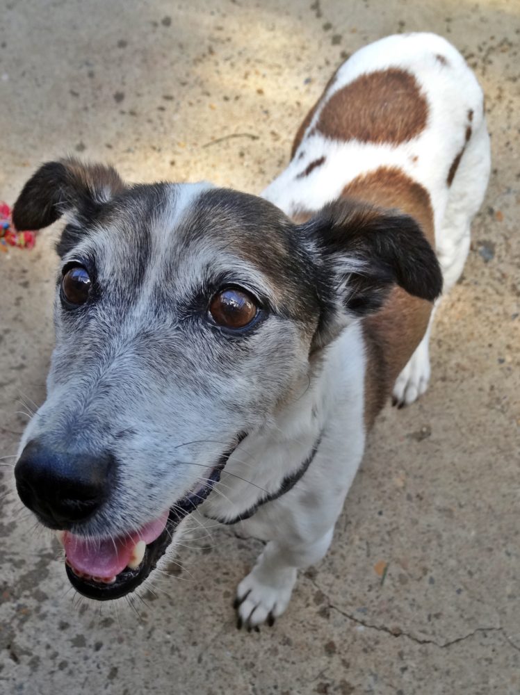 Jacks for Adoption – Jack Russell Rescue