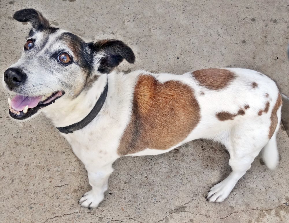 Jacks for Adoption – Jack Russell Rescue