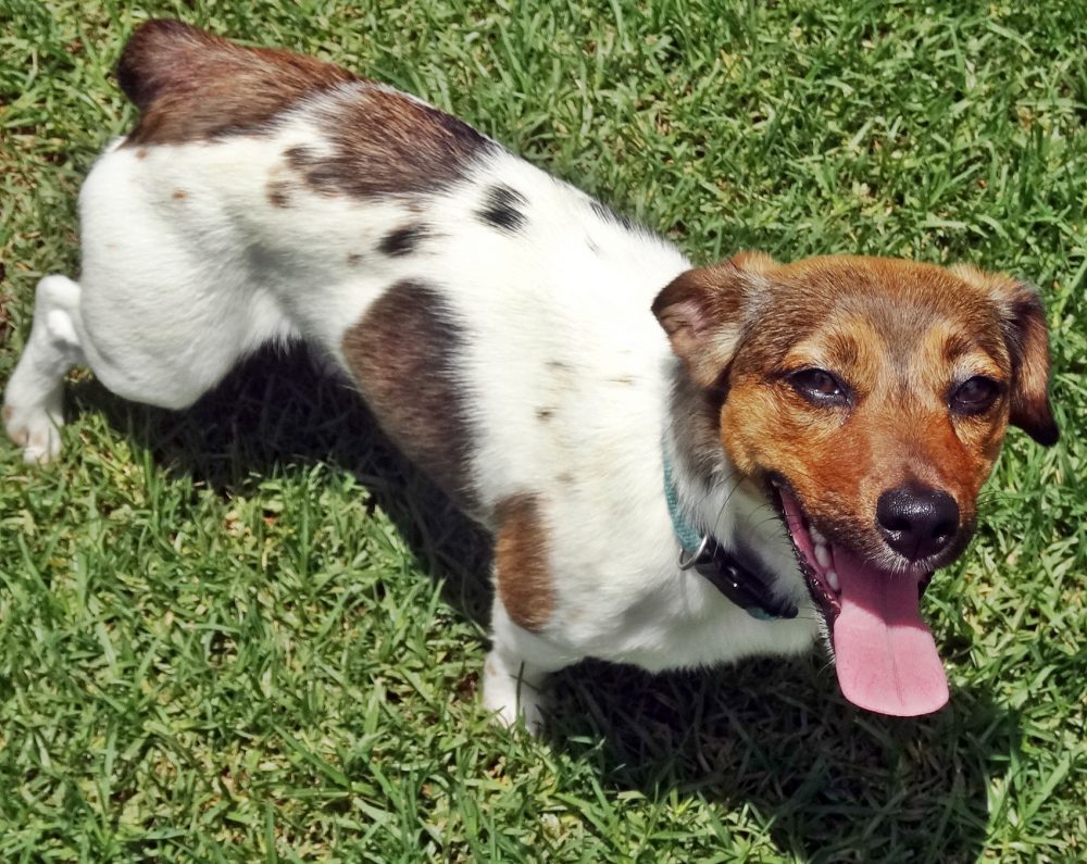 Jacks for Adoption Jack Russell Rescue