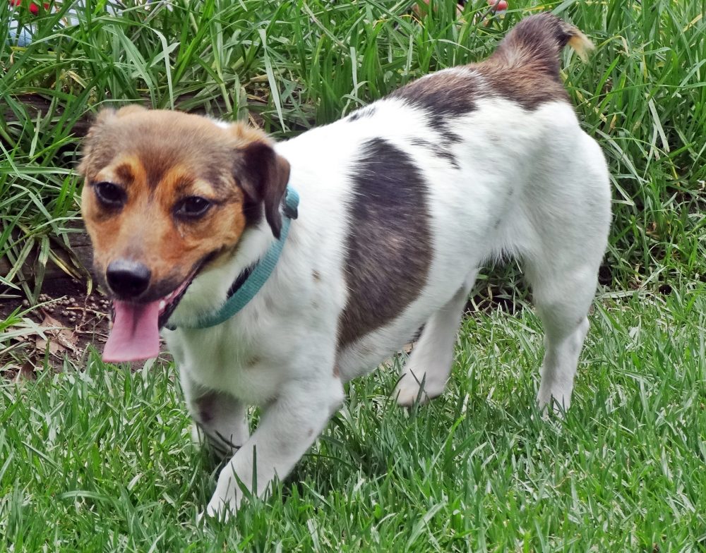 Jacks for Adoption – Jack Russell Rescue