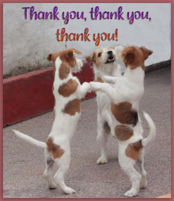 thank you thank you – Jack Russell Rescue