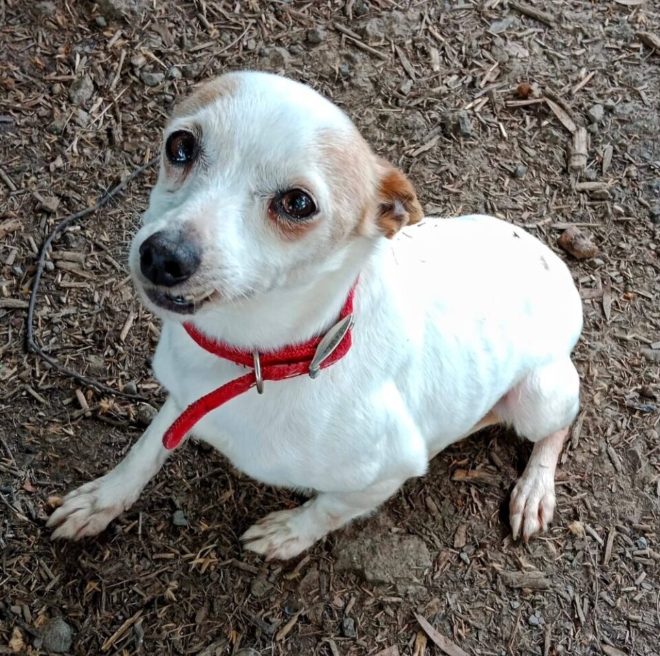 Recent Adoptions – Jack Russell Rescue