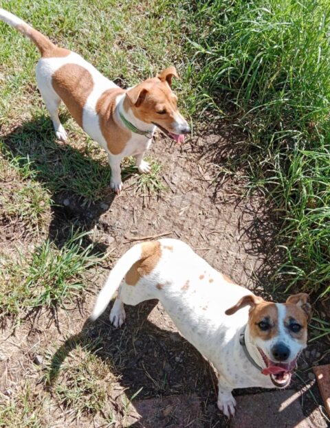 Recent Adoptions – Jack Russell Rescue