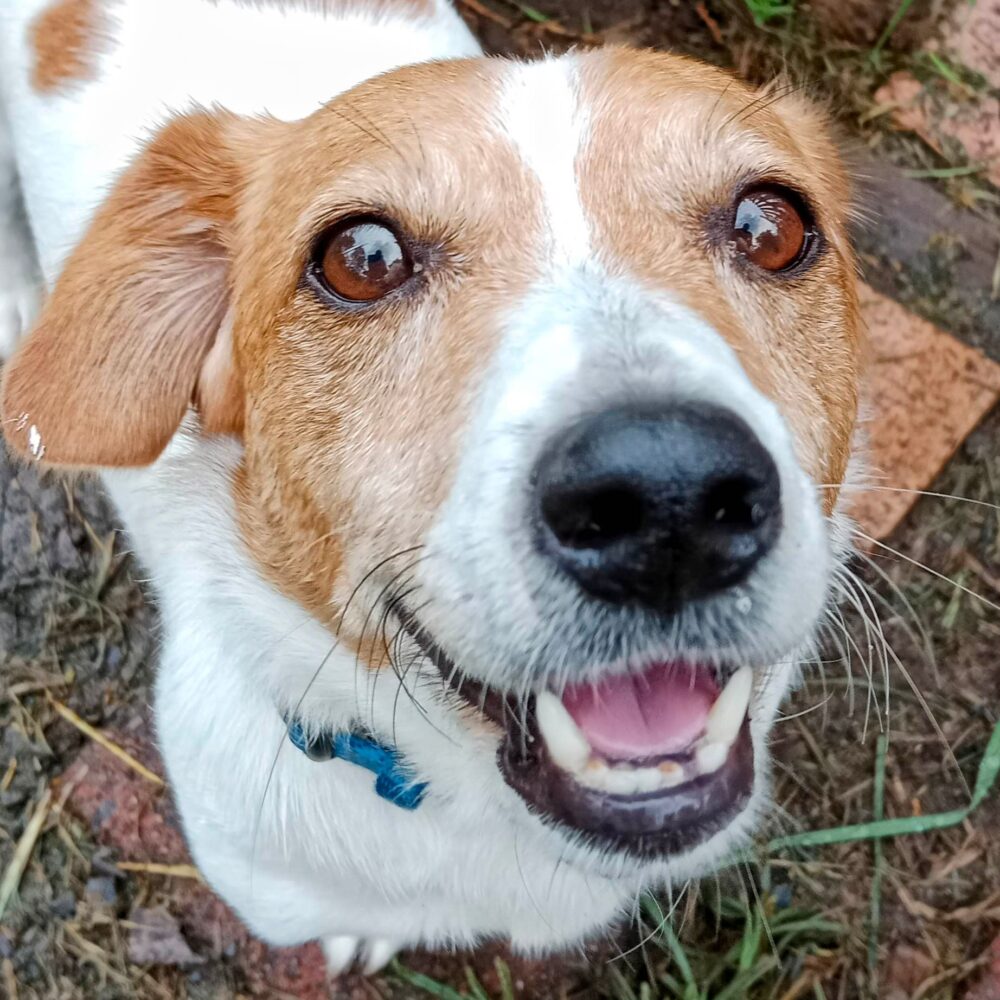 Recent Adoptions – Jack Russell Rescue