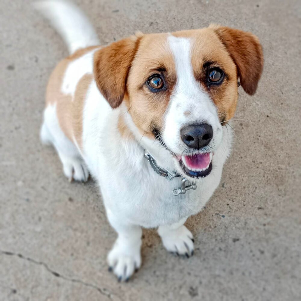 Recent Adoptions – Jack Russell Rescue