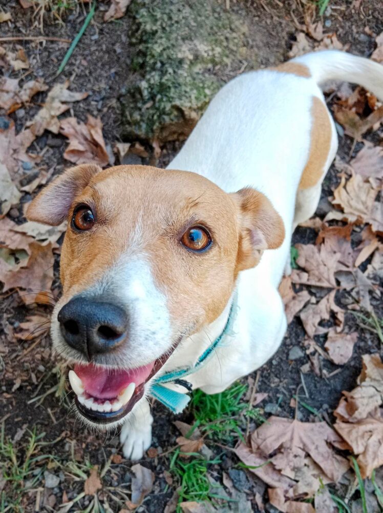 Recent Adoptions – Jack Russell Rescue