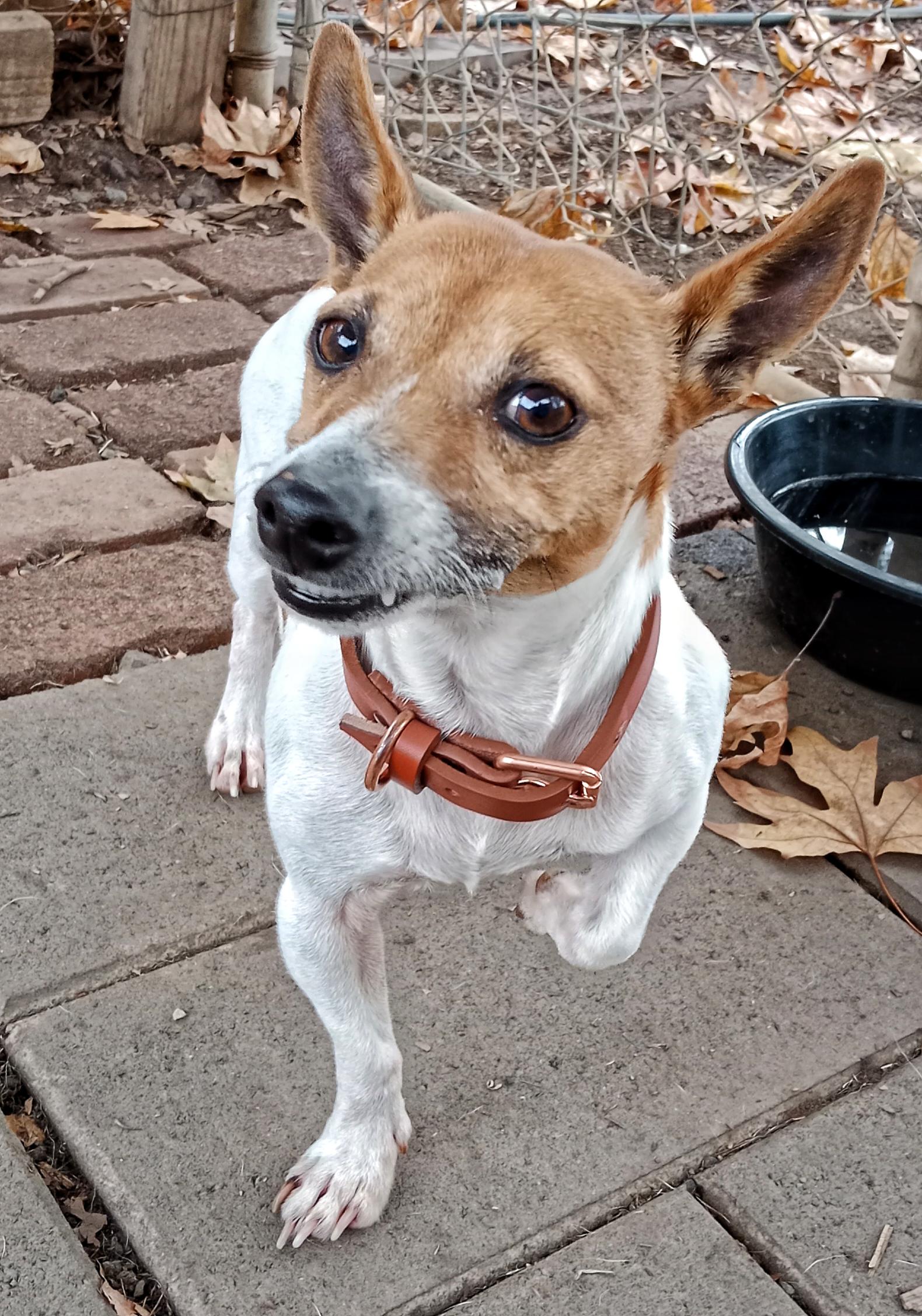 Recent Adoptions – Jack Russell Rescue