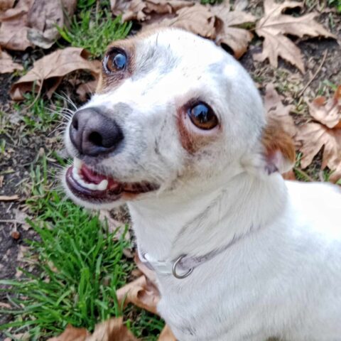 Recent Adoptions – Jack Russell Rescue