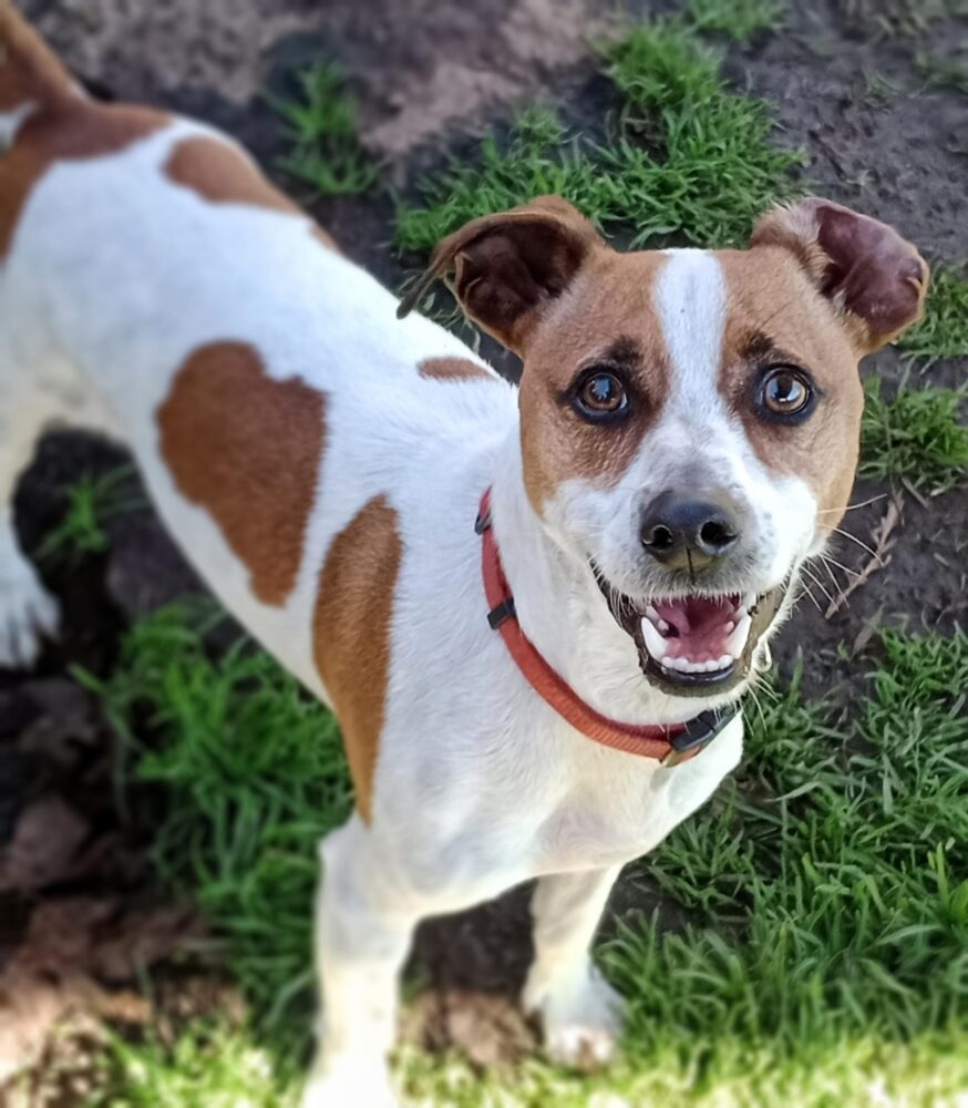 Recent Adoptions – Jack Russell Rescue