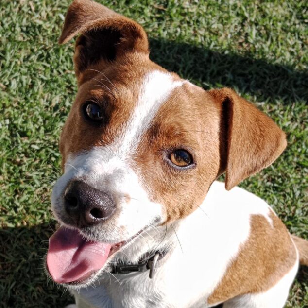 Recent Adoptions – Jack Russell Rescue