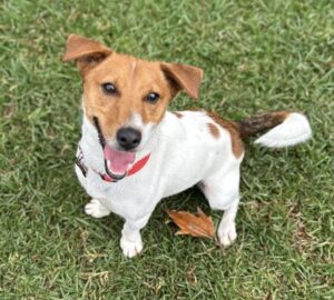 Gallery of Jacks for adoption – Jack Russell Rescue