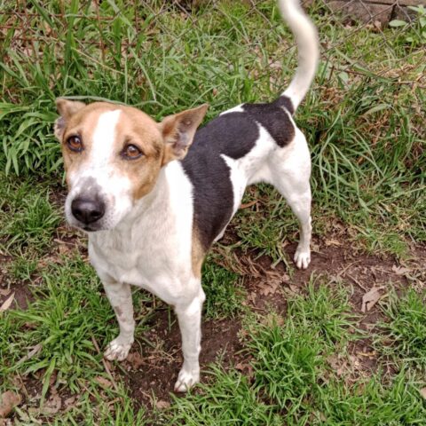 Recent Adoptions – Jack Russell Rescue
